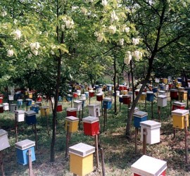 Pčelarstvo Kovačić Darda